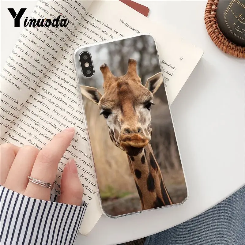Wear Glasses Giraffe