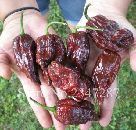 

Hot!! 20 Pcs Jamaica Bhutlah Pepper Bonsai Heirloom Vegetables Chili,Free Shipping
