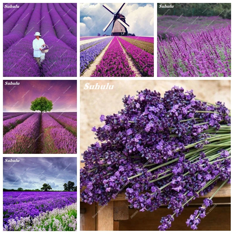 

Sale! 1000 pcs France Lavender Plant Bonsai Herb Planta Blooming Indoor Balcony Pot Flower Plant for Garden For Christmas Gift