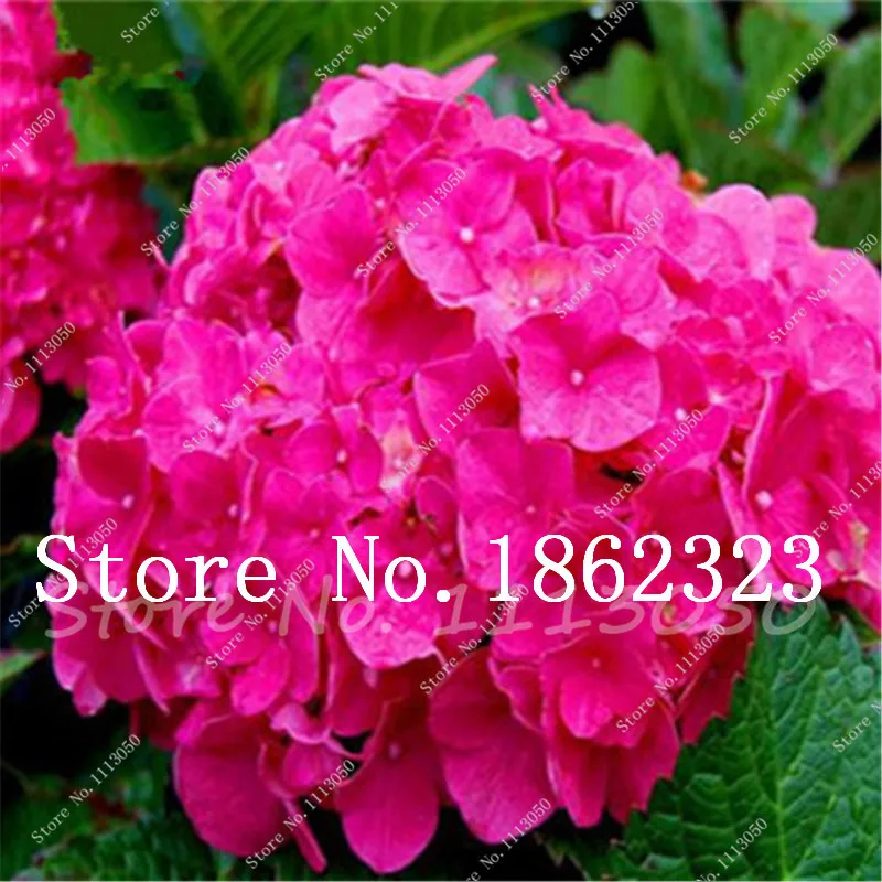 Sale! 50 Pcs Hydrangea Bonsai Tohum Garden Flower Plants Indoor Flowers