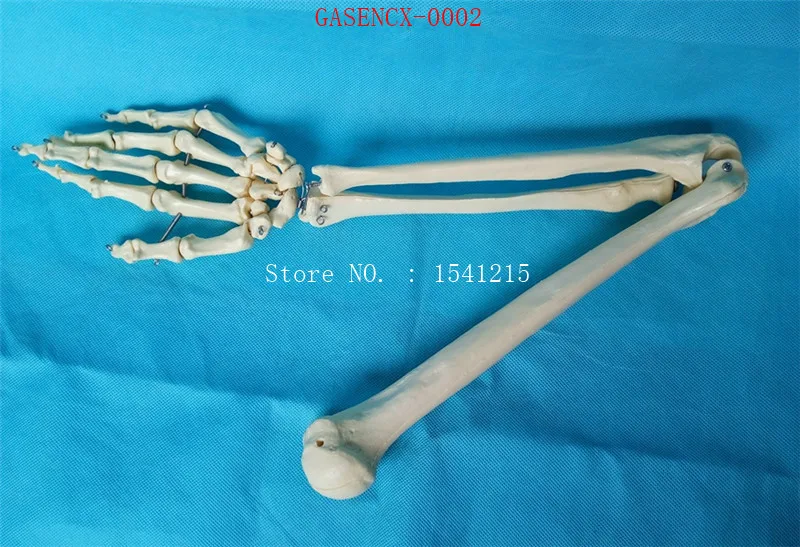 

Naturally big Arm joint Elbow joint Palm joint model Body joints Skeleton skeleton model Medical model-GASENCX-0002