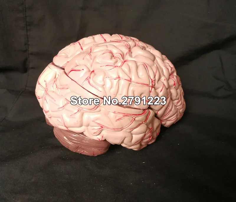 Мозговая модель Цереброваскулярная модель 8 частей мозговая анатомическая модель медицинская научная обучающая модель образовательные принадлежности