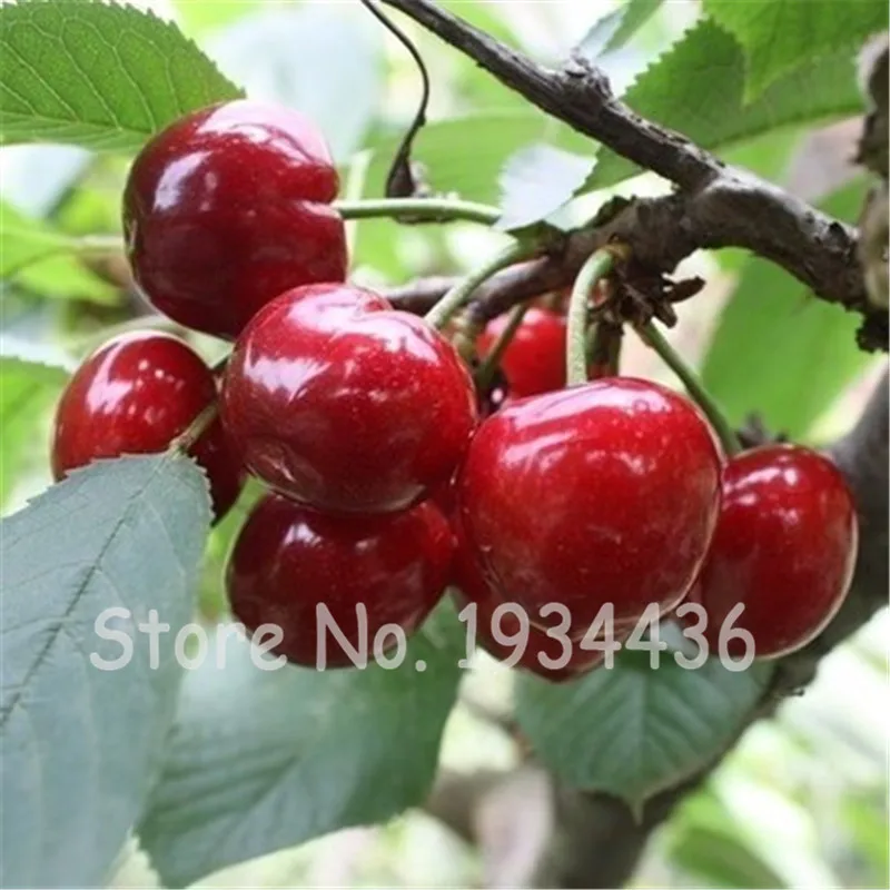 30 Pcs America Cherry Organic Fruit Plantas Bonsai Sweet Cherries Frutas Tree Grove Mini Garden Decoration Plantas Tropicales