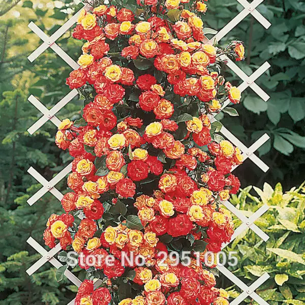 

100 pcs/lot Rose 'Climbing Masquerade' Rosa Hardy Shrub bonsai plant home garden free shipping R4