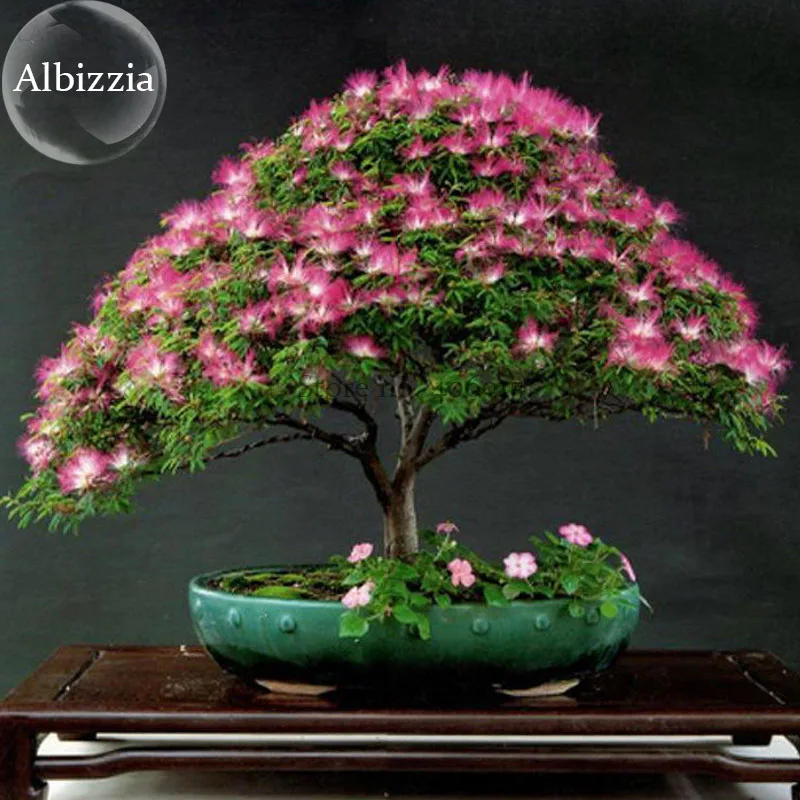 BELLFARM Bonsai Silk Floss Tree Julibrissin Nemu Tree