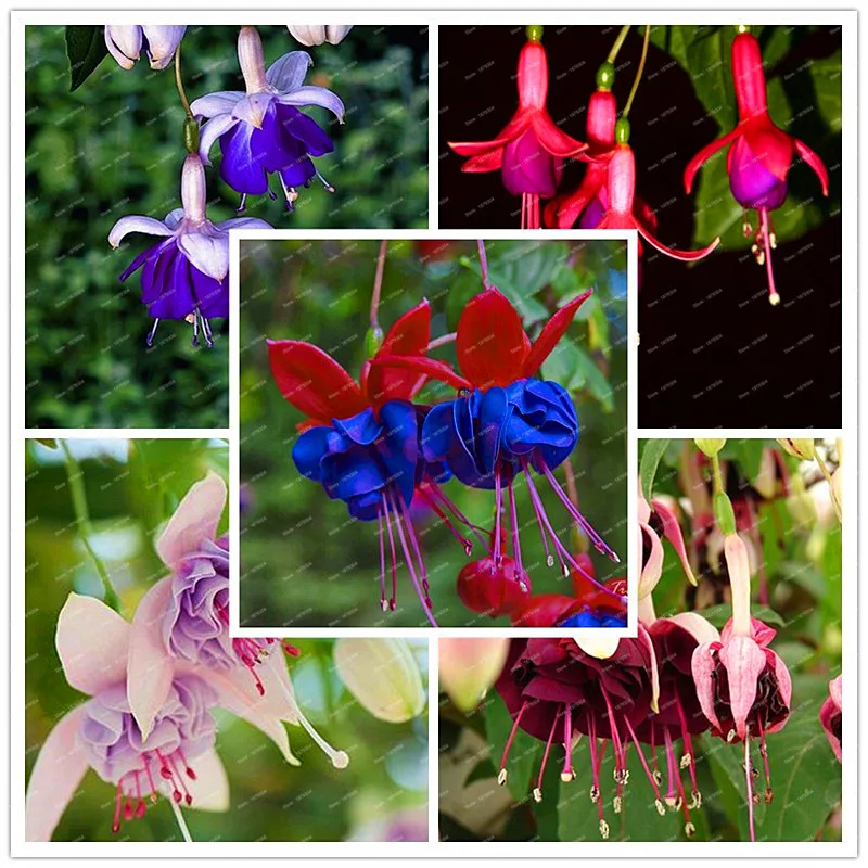 300 Pcs / Bag Fuchsias bonsai, mixed White,yellow,blue colors Potted Flowers, DIY Planting Flowers,Home and garden Decoration 300 Pcs / Bag Fuchsias bonsai, mixed White,yellow,blue colors Potted Flowers, DIY Planting Flowers,Home and garden Decoration