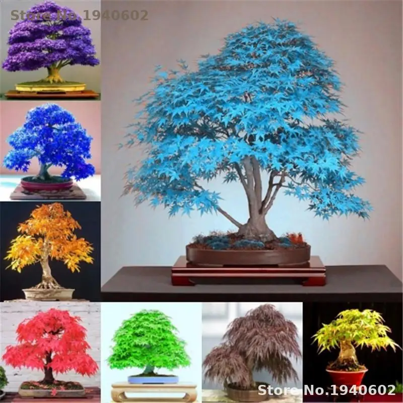 20PCS Rare Purple Blue Ghost Japanese Maple Tree, (Acer Palatum), bonsai flower tree plant for home garden Flowers Ground Cover 20PCS Rare Purple Blue Ghost Japanese Maple Tree, (Acer Palatum), bonsai flower tree plant for home garden Flowers Ground Cover