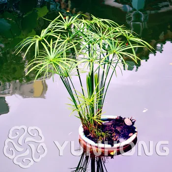 

50pcs Cyperus Alternifolius