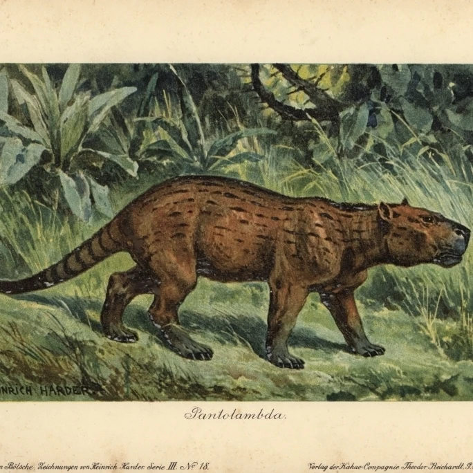 Pantolambda  An Extinct Genus Of Paleocene Pantodont Mammal Poster Print By <ALIMT >&reg;</ALIMT> Florilegius Mary Evans (24 X 18)