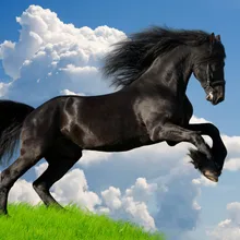 Черная лошадь DIY живопись по номерам 24 Цвета Пигмент кисть Искусство Ручная роспись креативная цифровая картина маслом