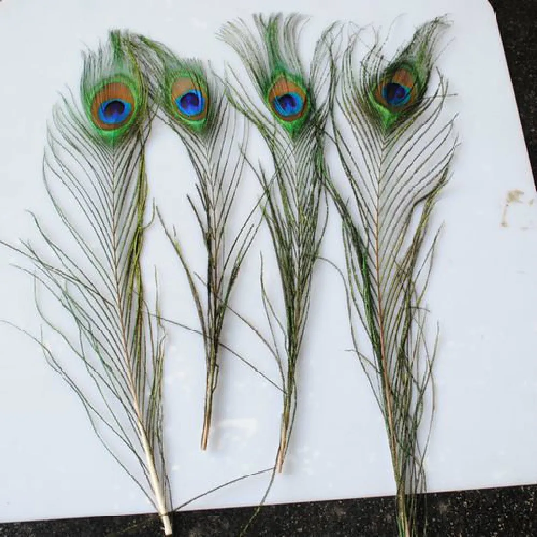 прическа павлиний хвост. можно ли держать перья дома. хуан миро «павлиньи перья». можно ли держать перья дома. можно ли держать перья дома.