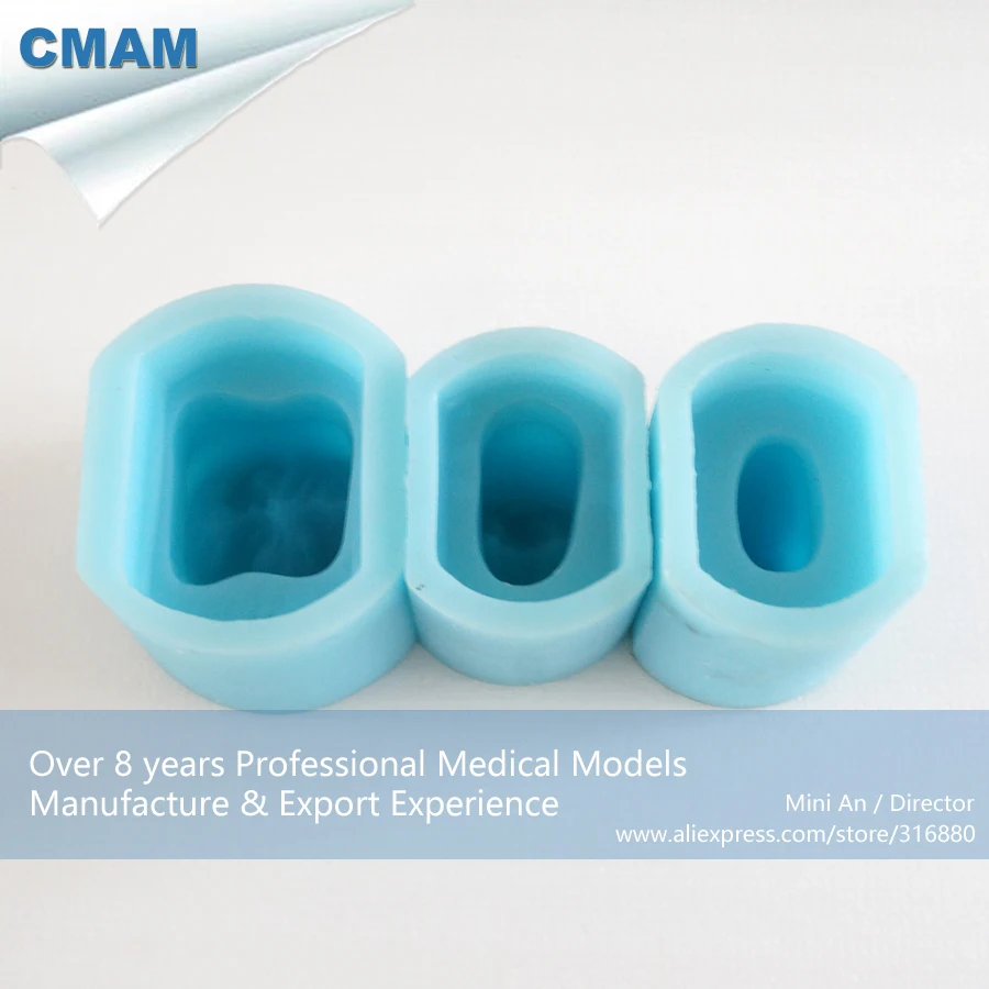 

DH/13125,Tooth Rubber Mould, 6 Times Bigger Single Permnent Teeth, 12pcs/set, Educational Teaching Anatomical Models