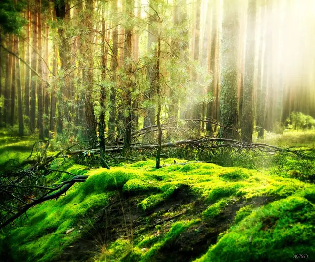 cool 3x5ft art pictorial photo props backdrops free shipping jungle