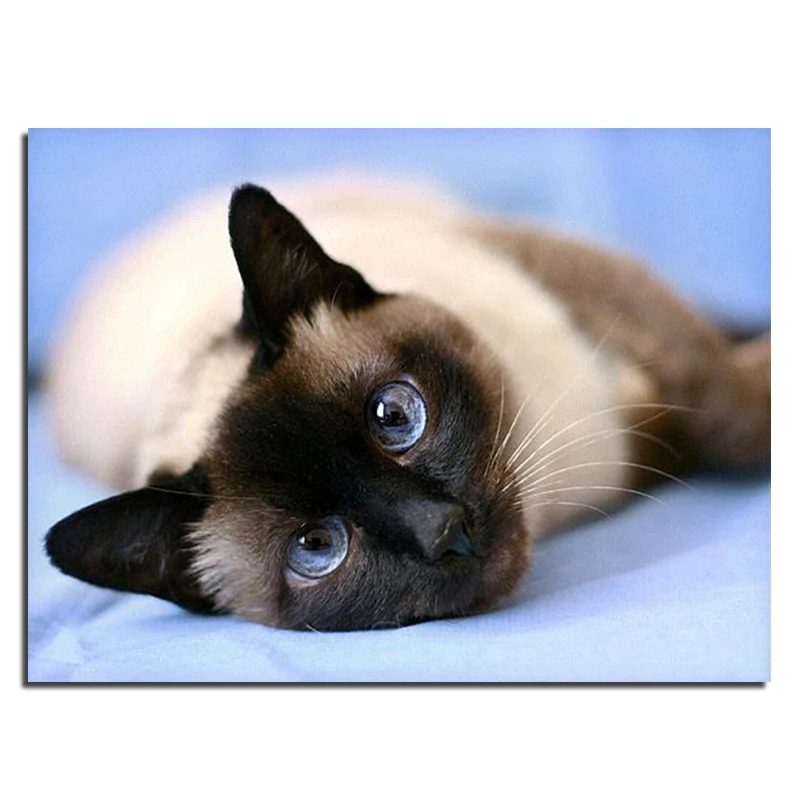 

Sleeping cat 30x40 DIY Diamond Painting Square Rhinestone Living Decorative Painting Diamond Embroidery Mosaic Needlework