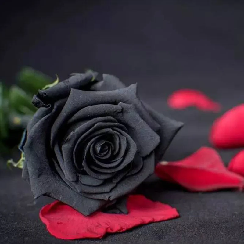 

50 pcs Aromatic Floral Rose Flower Seedling Black Rose Seeds Black Roses Seedsplants Four Seasons Bonsai Garden