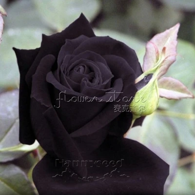 レア黒ローズ で赤エッジ 花の種人気ガーデン花ロマンチックな贈り物 Rose Rose Flower Seeds Giftsrose Black Aliexpress