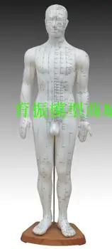 

male 60cm white Acupuncture points model Human acupuncture model free shipping