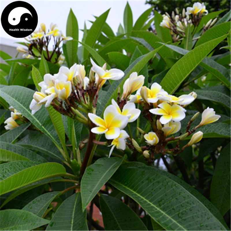

Buy Plumeria Rubra Tree Semente 120pcs Plant Yolk Flower For Egg Flower