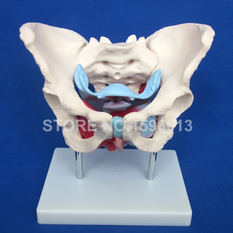 

HOT Female Pelvis Model With Muscles and Organs, Anatomical Female Pelvis Model