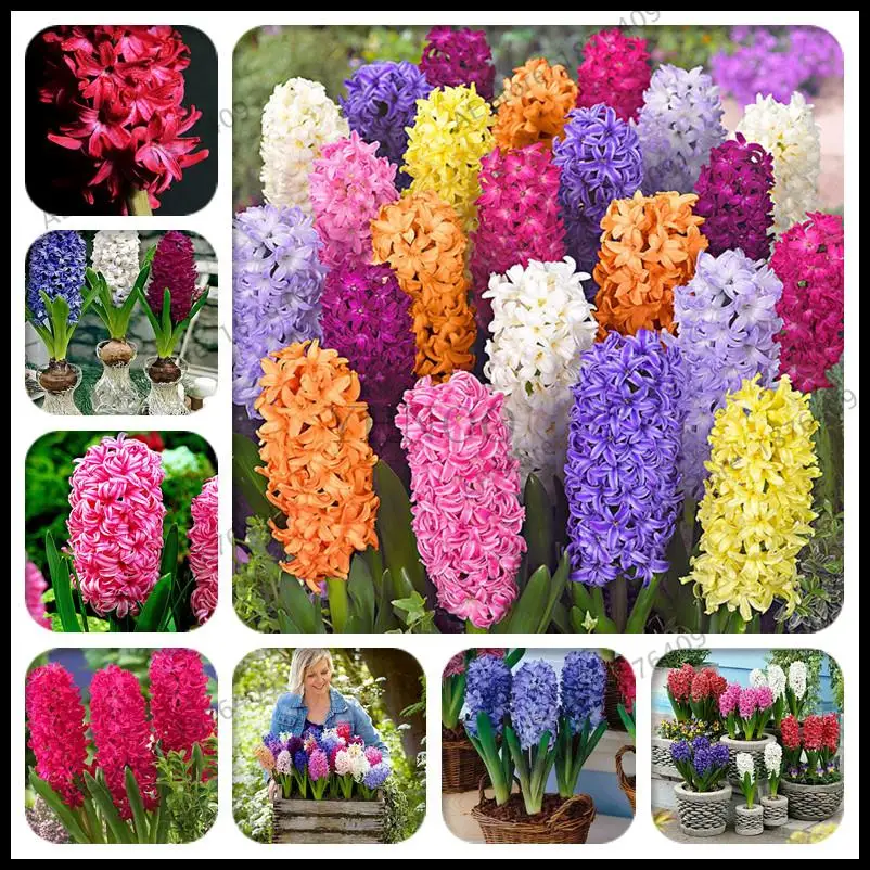 

200pcs Hyacinth Bonsai Perennial Hyacinth potted plant Indoor Plant Easy Grow In Pots Bonsai plant flower for home garden