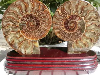 

370g(0.81 lb) 1 Pair Half Cut Ammonite Shell Fossil Specimen Madagascar+ wood stand