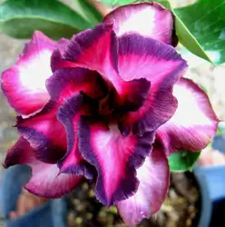 100% натуральная "violetcity" адениум тучный semillas-100 semillas-бонсай Desert Rose Цветок завод semillas sementes