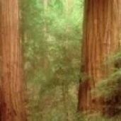 Redwood Trees  Muir Woods  California  USA  Poster Print (36 x 12)