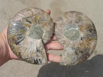 

550g NATURAL CUT CRETACEOUS AMMONITE FOSSIL Sliced + STAND 125g