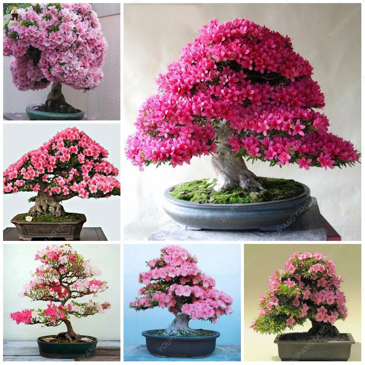 10pcs Japanese Sakura Bonsai Oriental Cherry Blossom Plants Home Garden