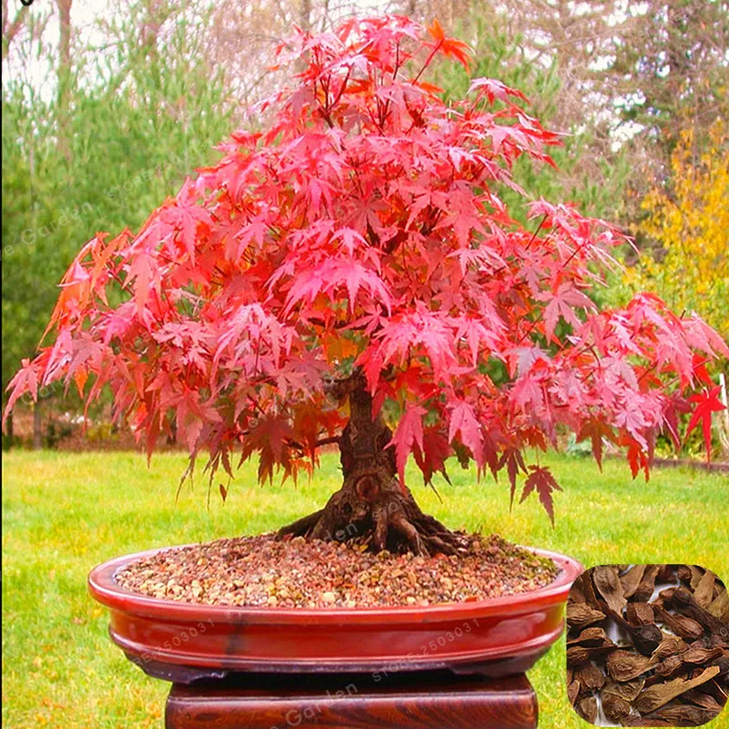 20 бонсай/упаковка acer Palmatum Atropurpureum бонсай настоящий японский красный призрак кленовое дерево бонсай для посадки сада всесезонный