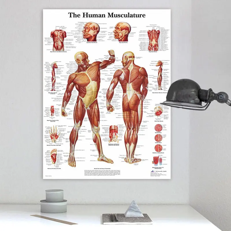 Human Anatomy Muscles System Art Poster Print Body Map ...