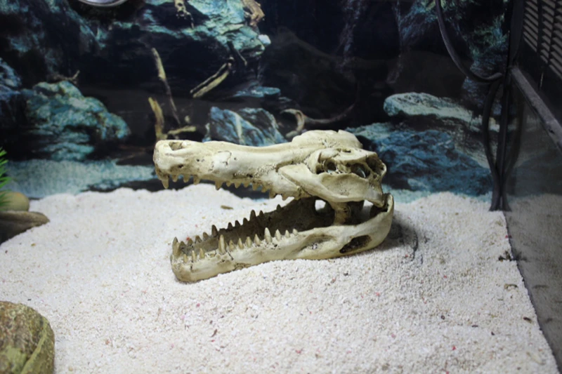 5000 Koleksi Dekorasi Tengkorak Aquarium HD Terbaik