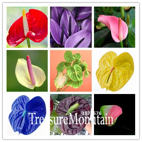 100PCS Mix Rare Flower Anthurium Bonsai Balcony Potted Plant Anthurium Flower