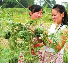 

Vonnie Ling small watermelon bonsai 20 pcs small family organic vegetable garden bonsais