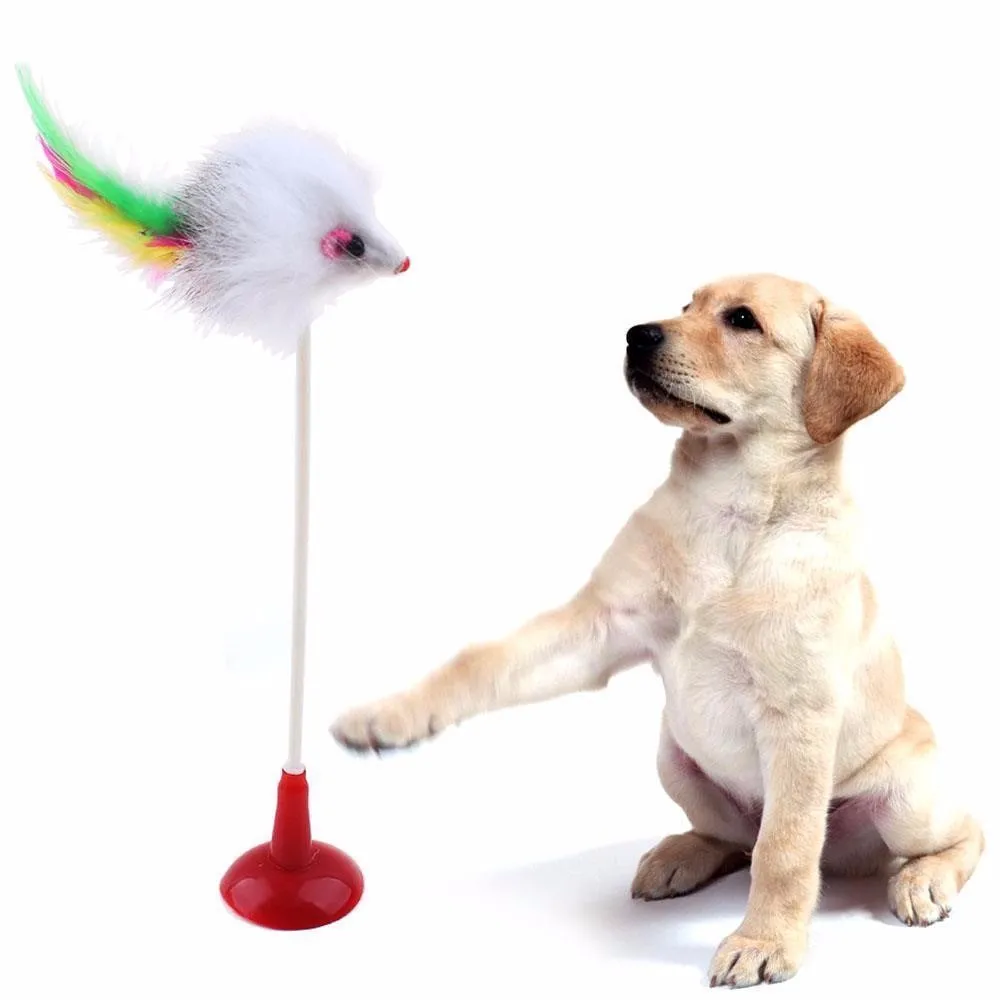 Interesting pet cat toys feathers off the suction cups at the bottom of