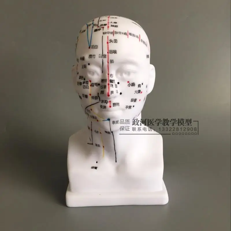 

Head Acupuncture Point Teaching Model Acup-Point Human Head Model