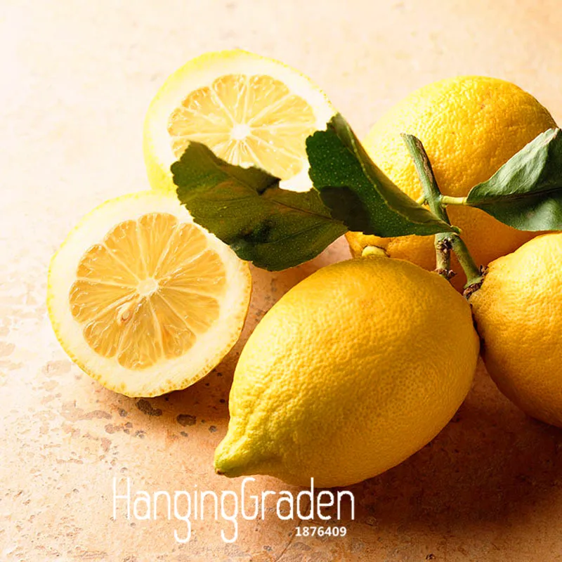 

Big Promotion!50 Pcs/Lot Yellow Heart Citrus limon plant Fruit Garden Orchard Farm Family bonsai Lemon flores,#HM66BV