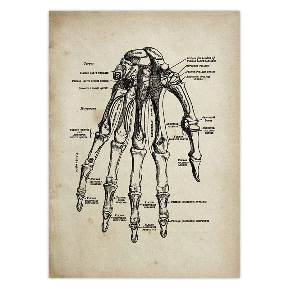 Анатомия человека медицинская Анатомия наука винтажные плакаты Художественная печать на холсте медицинский доктор клиника Настенный декор картины холст живопись