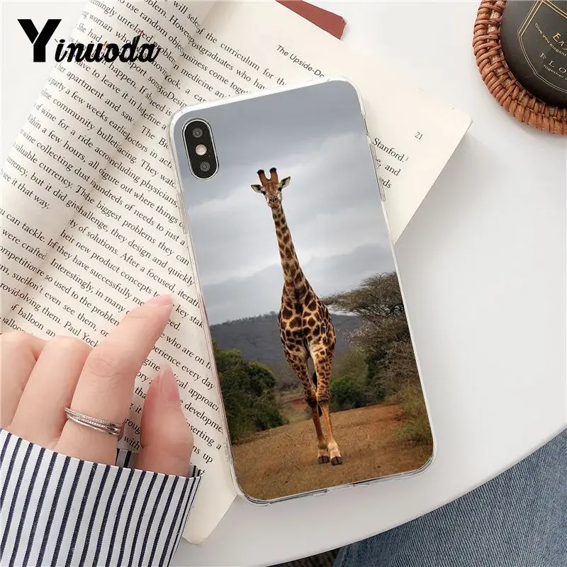 Wear Glasses Giraffe