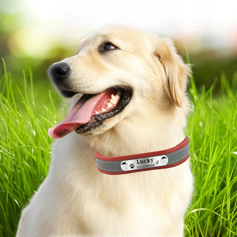 шлейка для чихуахуа. кожаные игрушки. намордники гаппай ротвейлер. шлейка кожаная. шлейка дарэлл ева.