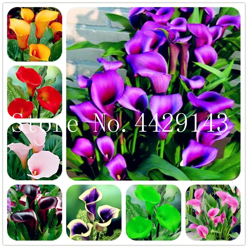

100 Pcs Calla Lily Bonsai Room Flowers Zantedeschia Aethiopica Bonsai Houseplants Home Garden Pot Plant Wedding decoration
