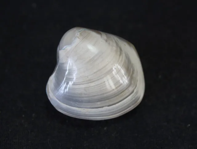 Best Offers (59g) 100% NATURAL Conch fossil Crystal HEALING Best Offers (59g) 100% NATURAL Conch fossil Crystal HEALING