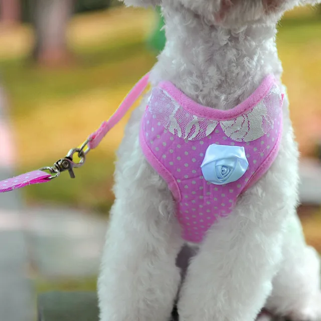 Casually found pet leash collar girl Once pet leash collar girl can