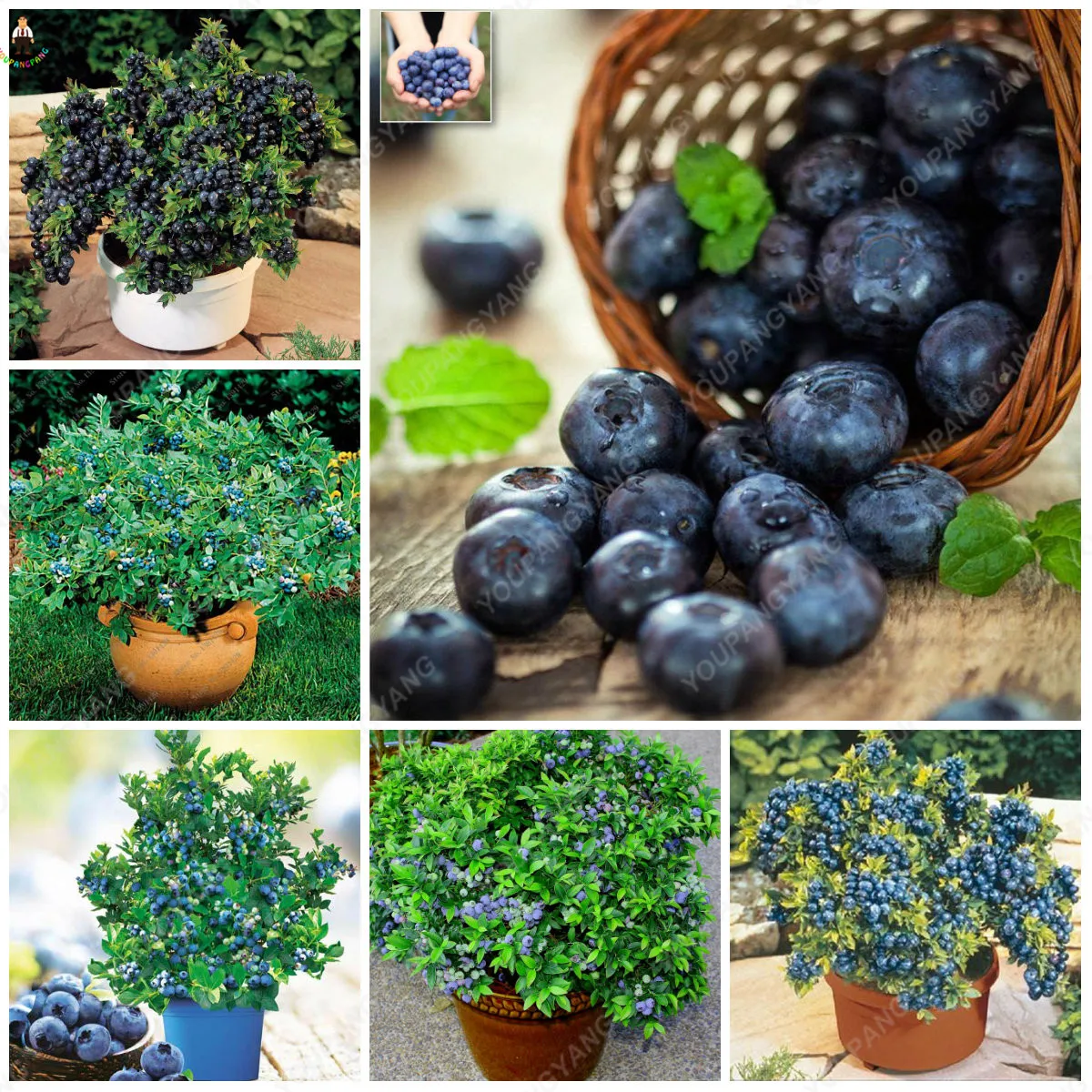 

50pcs BlueBerry Bonsai Fruit Tree Highbush Blueberries DIY Countyard plants for garden easy to grow for winter decoration