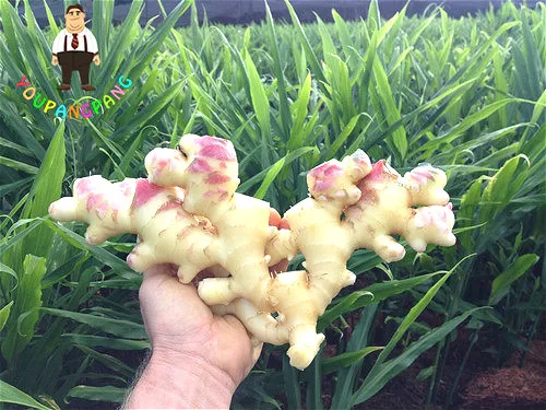 

Ginger Vegetable bonsai Zingiber Officinale plants Balcony Vegetables Potted 100 Particles / lot