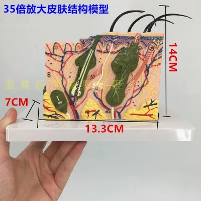 35x/50x трехмерная модель кожи структура кожи Анатомия косметические тренировочные средства - Цвет: 35X
