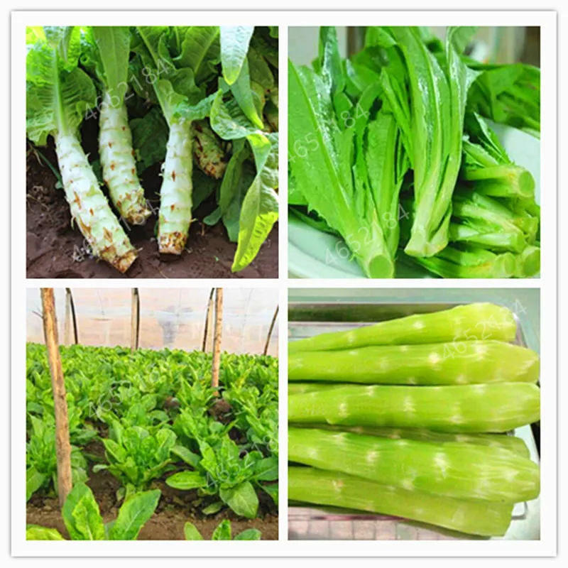 

500 pcs Greek Lettuce bonsai good taste, easy to grow, great salad choice ,DIY Home potted plants,organic vegetable