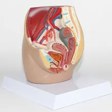 Мини-модель женской мочевой системы для брюшной и тазовой анатомии, модель структуры, система для воспроизводства матки, медицинские образцы