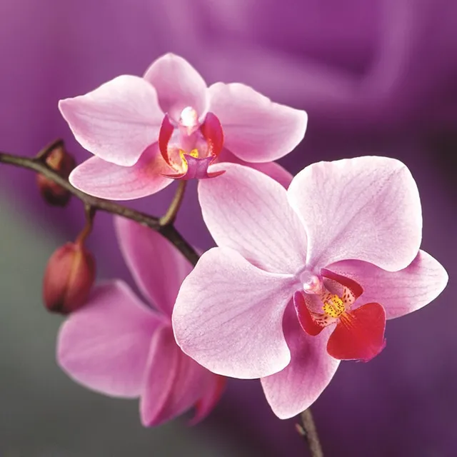 Rare Orchid Seeds, Phalaenopsis Orchids Seeds, 100pcs/pack