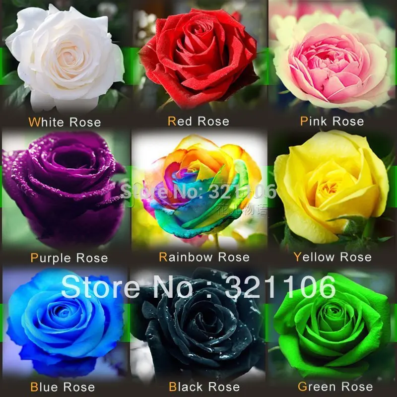 

Lady Most Fevorite Garden Flowers plants Pot Bonsai Rose 100pcs bonsai plants